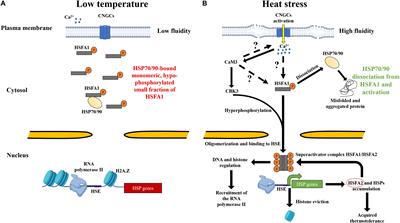 Heat Shock Signaling in Land Plants: From Plasma Membrane Sensing to the Transcription of Small Heat Shock Proteins